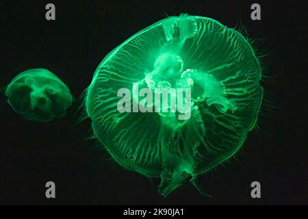Gelées de lune translucides (Aurelia aurita) sous une lumière colorée à l'aquarium de Géorgie dans le centre-ville d'Atlanta, Géorgie. (ÉTATS-UNIS) Banque D'Images
