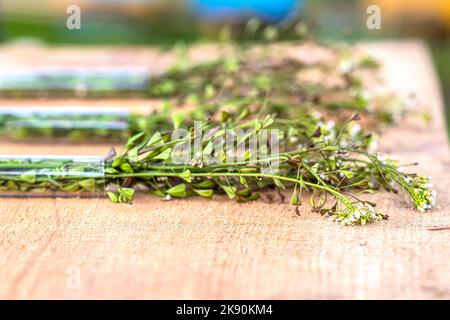 Banderole avec tubes à essai médicaux et porte-monnaie à poutres et bergers. Capsella bursa-pastoris coupe des parties de plantes pour la préparation de la médecine non traditionnelle de Banque D'Images