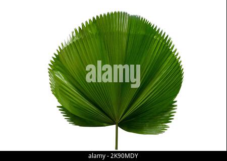 feuille de palmier Licuala Grandis sur fond blanc Banque D'Images