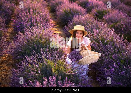 Une fille dans le champ de lavande au coucher du soleil avec un bouquet de lavande Banque D'Images