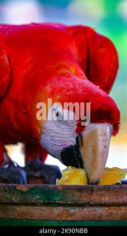 Un gros plan d'un cramoisi macaw mangeant une orange d'un ancien bol rouillé. Banque D'Images