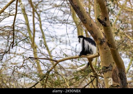 Singe Colobus Colobus guereza, haut, dans la forêt de l'arbre de la fièvre jaune Le lac Nakuru, au Kenya. Banque D'Images