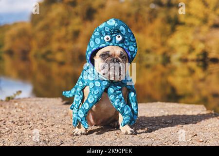 Costume de chien d'Halloween. Bulldog français portant un drôle de combinaison de poulpe avec les yeux et les bras de tentacule Banque D'Images