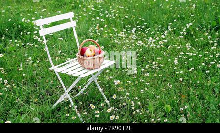 Belles pommes rouges dans un panier, sur une chaise blanche, au milieu d'un champ de pâquerettes fleuries, pelouse. Photo de haute qualité Banque D'Images