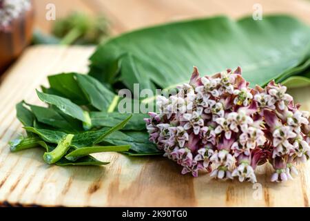 Asclepias, milkadventis, coma, Asclepias syriaca, communément appelé milkaded commun, silkaded et silkaded de Virginie dans une plaque environnementale en bois sur la table Banque D'Images