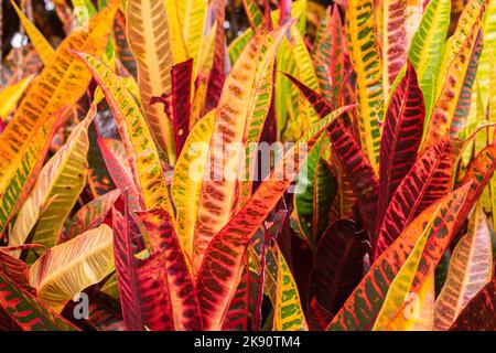 Codiaeum variegatum, appelé Good Philippine Eyes ou croton, est une espèce de plantes du genre Codiaeum. C'est un arbuste à feuilles persistantes qui grandit jusqu'à Banque D'Images