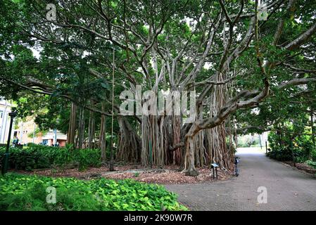 City Botanic Gardens, Banyan Fig Tree, Brisbane, Queensland, Australie Banque D'Images