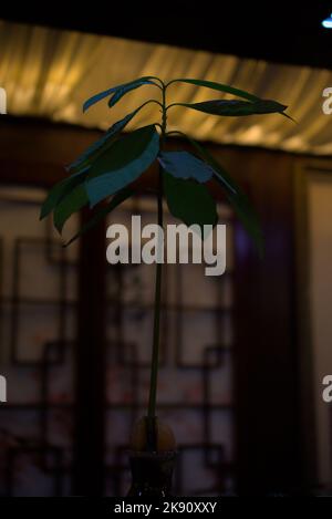 Graines d'avocat poussant dans un vase en verre dans un restaurant japonais Banque D'Images