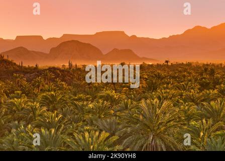 Dattiers au coucher du soleil, la Sierra de Guadalupe à distance, Mulege, Baja California Sur, Mexique Banque D'Images