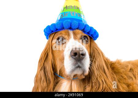 Chien d'anniversaire isolé en blanc Banque D'Images