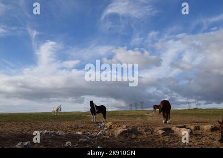 Paysages, chevaux et nuages Banque D'Images