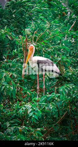 Un cigogne peinte se perçant sur une branche d'arbre Banque D'Images