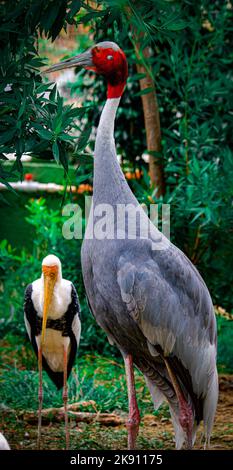 Une grue sarus grise debout et regardant vers Banque D'Images