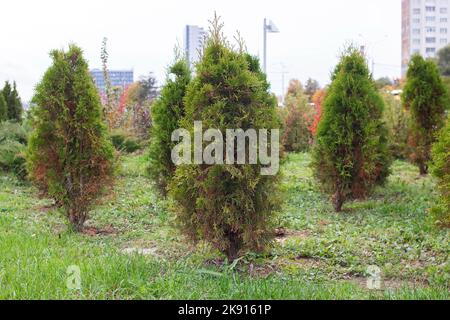 Des buissons soignés plantés dans le jardin de près Banque D'Images