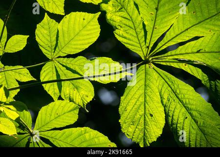 Common Horse Chestnut Leaf palmate feuilles d'esculus rétro-éclairées Banque D'Images