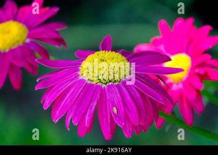 Fleur violette avec centre jaune, Tanacetum coccineum 'Robinson's Red' Banque D'Images