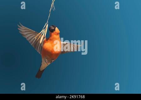 bullfinch dans les graines de frêne de pluck de vol isolées sur le bleu Banque D'Images