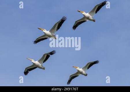 Un troupeau de Pelican blancs américains en vol Banque D'Images