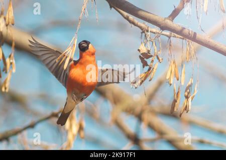 bullfinch dans les graines de frêne de pluck de vol Banque D'Images