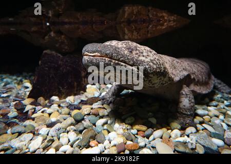 Un gros plan d'une salamandre japonaise géante sur les pierres sous l'eau Banque D'Images