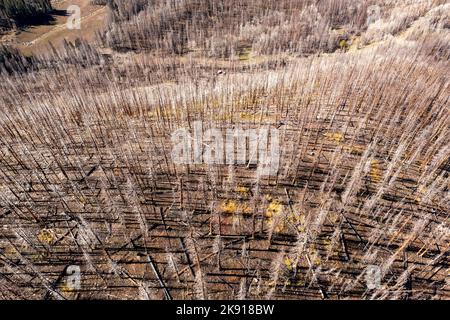 Des arbres morts tués par un incendie de forêt un an plus tôt dans la forêt nationale de Manti-la Sal dans les montagnes de la Sal près de Moab, Utah. Banque D'Images