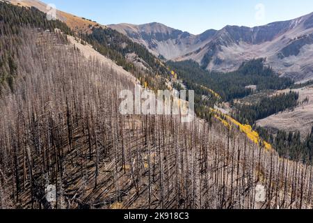 Des arbres morts tués par un incendie de forêt un an plus tôt dans la forêt nationale de Manti-la Sal dans les montagnes de la Sal près de Moab, Utah. Banque D'Images