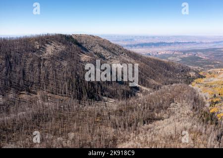 Des arbres morts tués par un incendie de forêt un an plus tôt dans la forêt nationale de Manti-la Sal dans les montagnes de la Sal près de Moab, Utah. Banque D'Images