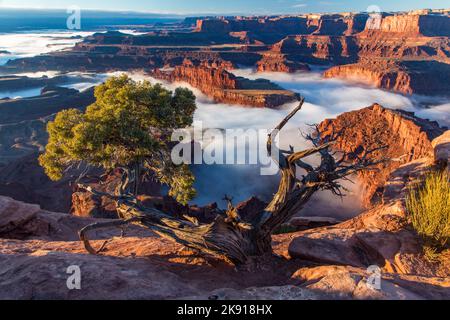 Une inversion de température en hiver produit un brouillard rare dans les canyons au-dessous du parc national Dead Horse point, à Moab, Utah. Banque D'Images