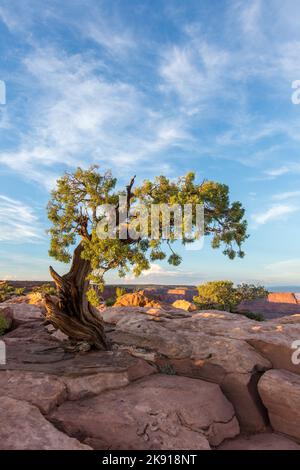 Un ancien Juniper de l'Utah sur le grès de Kayenta au lever du soleil au parc national Dead Horse point, Moab, Utah. Banque D'Images