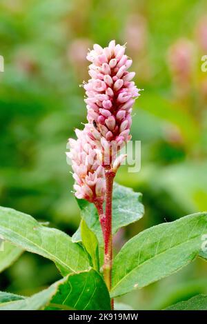 Bisort amphibie (polygonum amphibium), gros plan montrant la pointe de floraison rose vif de la forme terrestre de la plante. Banque D'Images