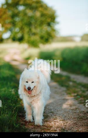 Un gros plan vertical d'un chien de Samoyed blanc furry sur un sentier de parc avec sa langue dehors un jour ensoleillé Banque D'Images