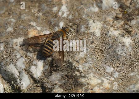 Un gros plan d'un insecte appelé Villa hottentotta sur une surface rocheuse Banque D'Images