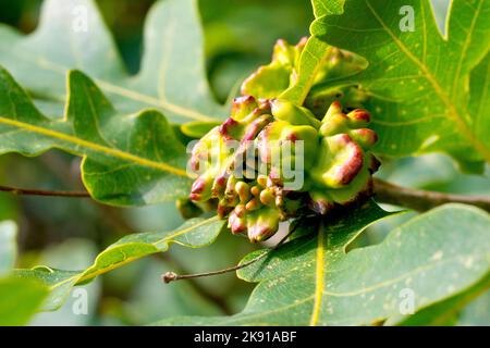 Gros plan montrant des acornes déformées par la guêpe de Gall de Knopper Oak (andricus quercuscalicis) dans une pépinière pour ses larves. Banque D'Images