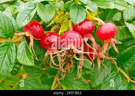 Rose sauvage (rosa rugosa), également connue sous le nom de rose japonaise, gros plan d'un groupe de grands hanches roses rouges que l'arbuste produit en automne. Banque D'Images