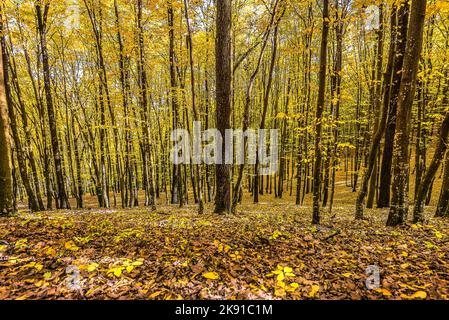 Vue panoramique de l'automne coloré dans la forêt des Alpes de Transylvanie en Roumanie Banque D'Images