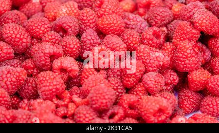 beaucoup de framboises. fond de framboise, framboise douce. Framboises de la fin de l'automne en octobre. Banque D'Images