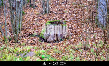 Vieux souches et feuilles d'érable jaune dans la forêt d'automne. Paysage d'automne. Automne saison fond naturel Banque D'Images