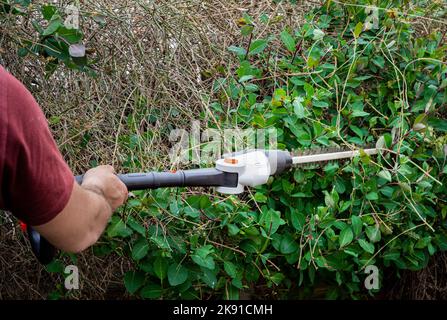 Ouvrier de jardin utilisant des taille-haies pour couper des branches de haies surcultivées dans le jardin arrière. Banque D'Images