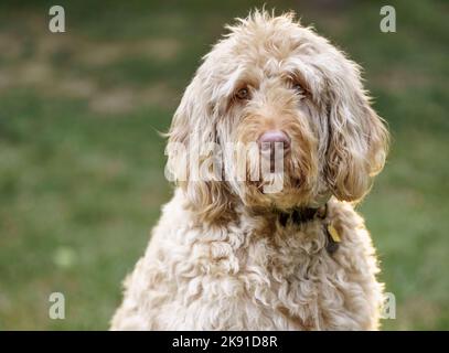 Un gros plan du chien de Labradoodle dans la nature Banque D'Images