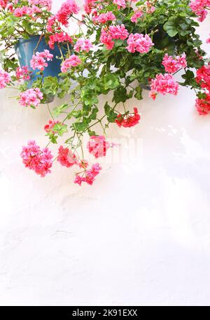 Décoration méditerranéenne traditionnelle - pots avec géraniums sur mur de stuc. Fleurs de géranium rose sur le vieux mur en Espagne. Copier l'espace pour le texte Banque D'Images