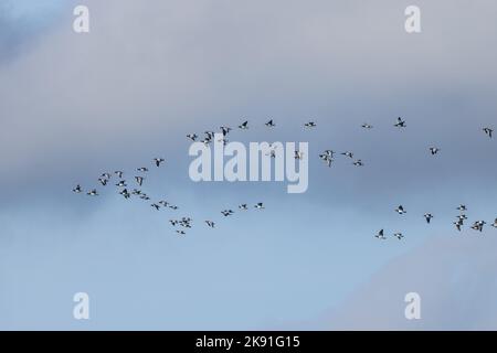 Pelote de Bernache de Barnacle (Branta leucopsis) survolant la campagne du Suffolk le 2022 octobre Banque D'Images