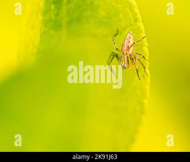 Une araignée Oxyopes javanus reposant sur une feuille Banque D'Images