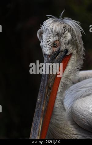 Portrait d'un pélican dalmate (Pelecanus crispus) Banque D'Images