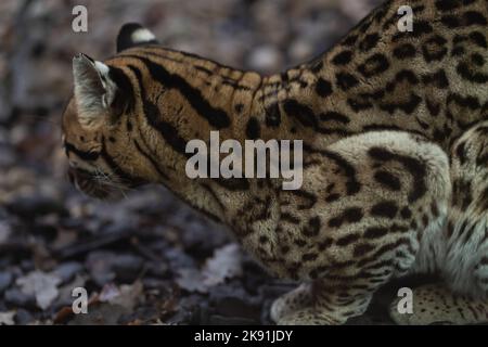 portrait de l'ocelot Banque D'Images