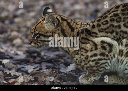 portrait de l'ocelot Banque D'Images