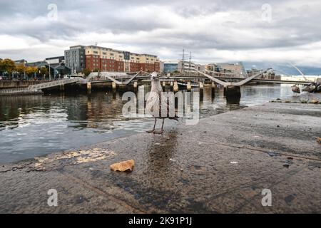 Mouette debout sur le bord de la rivière à Dublin, Irlande. Banque D'Images