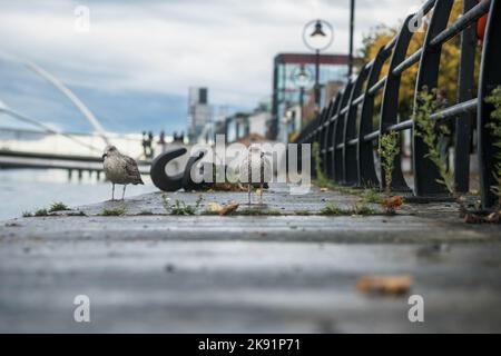 Mouette debout sur le bord de la rivière à Dublin, Irlande. Banque D'Images