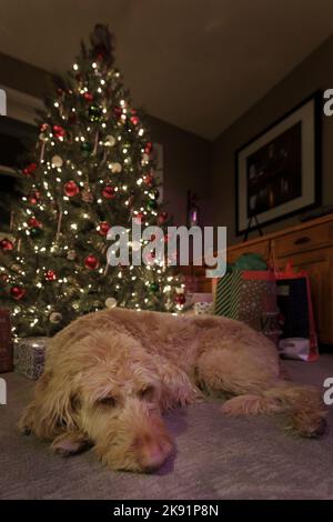 Un cliché vertical d'un chien de labradoodle couché sur le sol avec un arbre de Noël en arrière-plan Banque D'Images