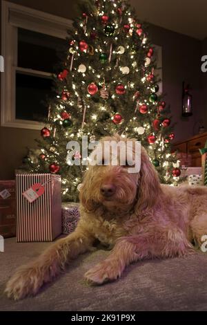 Un cliché vertical d'un chien de labradoodle couché sur le sol avec un arbre de Noël en arrière-plan Banque D'Images