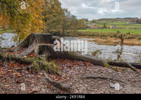 Un siège fait d'une vieille souche d'arbre vu couvert de pièces de monnaie sur le côté de la rivière Wharfe à Hebden. Banque D'Images